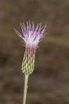 Le Conte's thistle